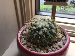 Parodia