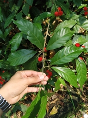 Matayba
