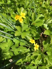 Waldsteinia fragarioides