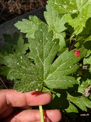 iNaturalist observation photo of Cluster Cup Rust