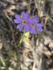 author not stated, no rights reserved Primula nutans, photograph author not stated, no rights reserved