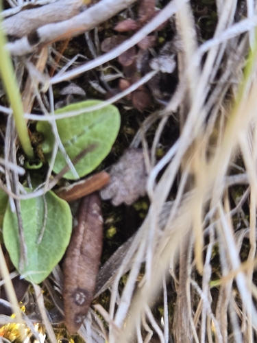 Primula nutans, photograph 5