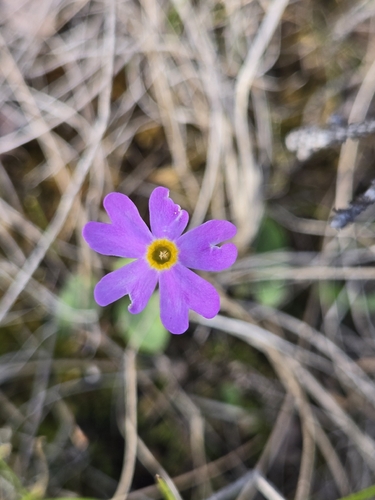 Primula nutans, photograph 2