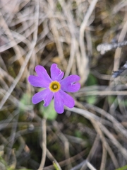 author not stated, no rights reserved Primula nutans, photograph author not stated, no rights reserved