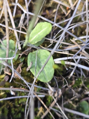 Primula nutans, photograph 3