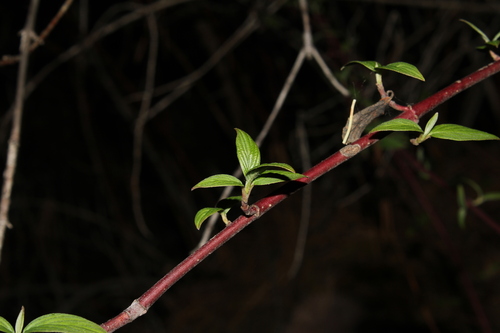 Cornus excelsa (Cornus excelsa)