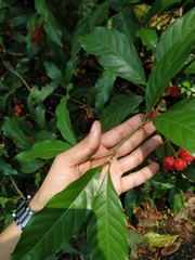 Matayba