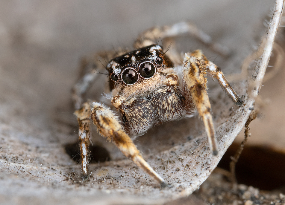 Habronattus agilis