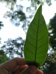 Matayba