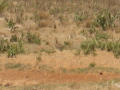 Tympanuchus pallidicinctus