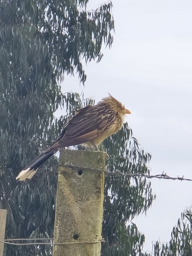 Guira Cuckoo