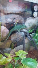 Chamaeleo calyptratus