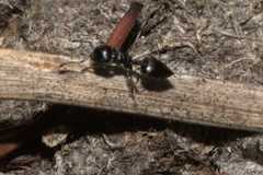 Crematogaster liengmei
