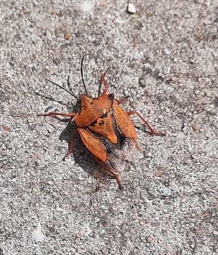 Carpocoris mediterraneus atlanticus