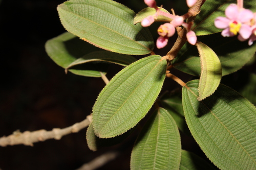 Miconia xalapensis, photograph 6