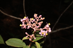 Rodolfo Maximiliano Gutiérrez-Sánchez, CC BY, iNaturalist via GBIF Miconia xalapensis, photograph Rodolfo Maximiliano Gutiérrez-Sánchez, CC BY, iNaturalist via GBIF