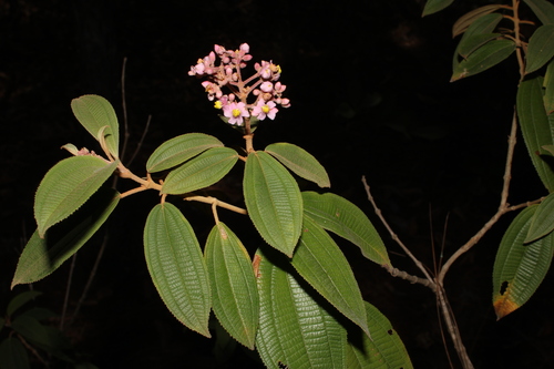 Miconia xalapensis, photograph 1