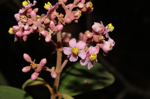 Miconia xalapensis, photograph 3