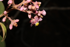 Rodolfo Maximiliano Gutiérrez-Sánchez, CC BY, iNaturalist via GBIF Miconia xalapensis, photograph Rodolfo Maximiliano Gutiérrez-Sánchez, CC BY, iNaturalist via GBIF