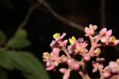 Rodolfo Maximiliano Gutiérrez-Sánchez, CC BY, iNaturalist via GBIF Miconia xalapensis, photograph Rodolfo Maximiliano Gutiérrez-Sánchez, CC BY, iNaturalist via GBIF
