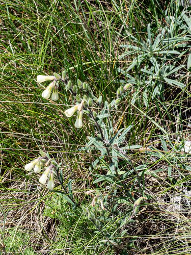 Onosma echioides