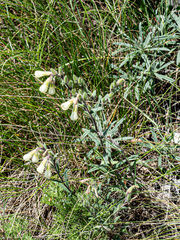 Onosma echioides
