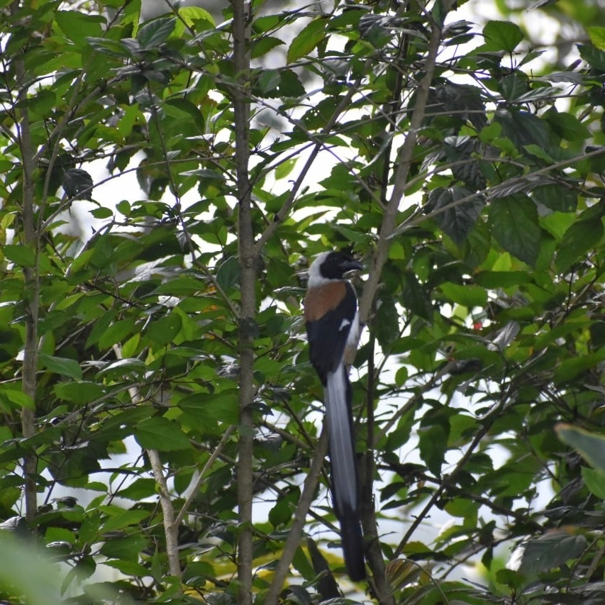 White-bellied Treepie (Dendrocitta leucogastra), photo 1