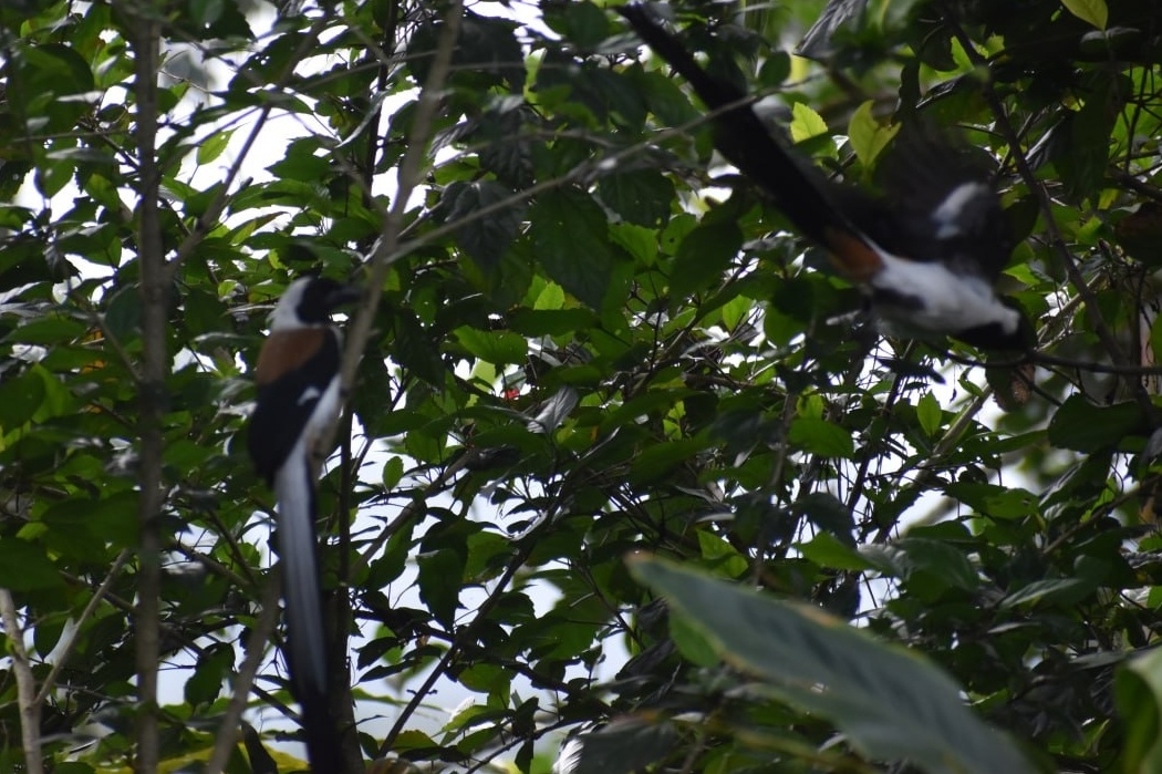 White-bellied Treepie (Dendrocitta leucogastra), photo 2