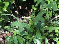 Passiflora lutea