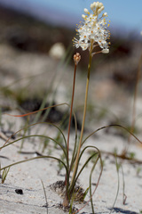 Bulbinella cauda-felis