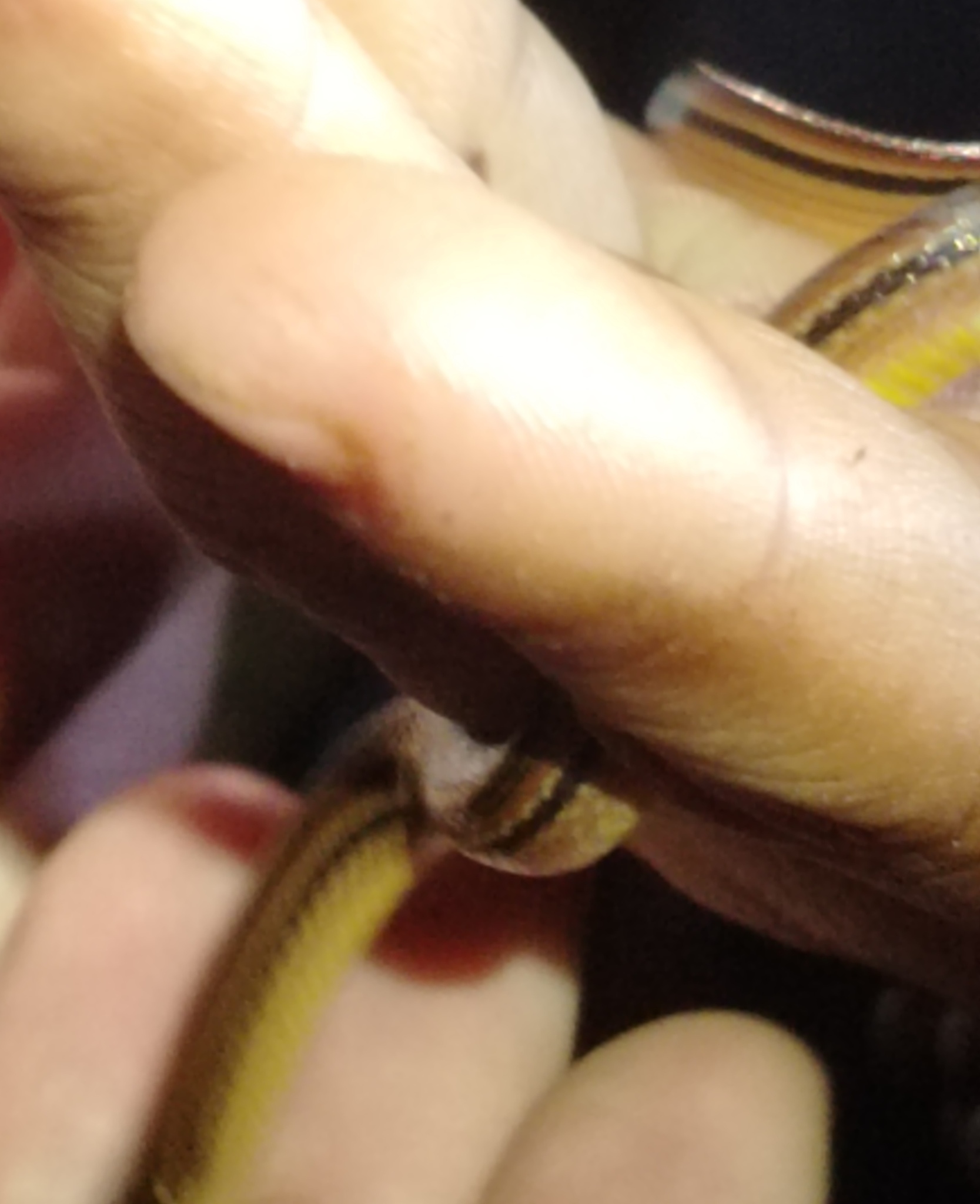 Kinkelin Graceful Brown Snake photo 6