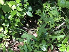 Passiflora lutea