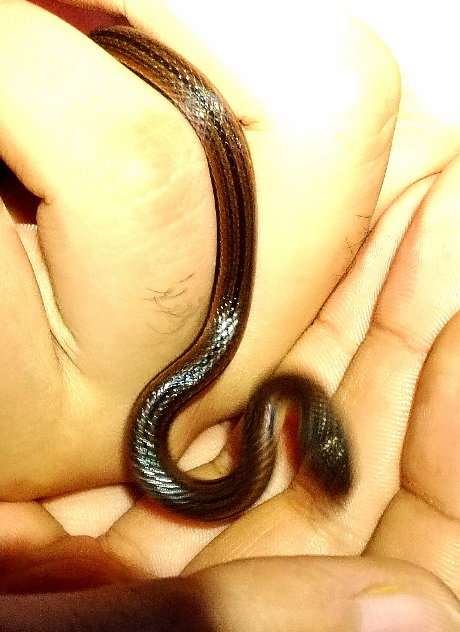 Kinkelin Graceful Brown Snake photo 4