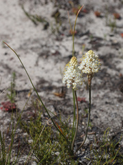 Bulbinella cauda-felis