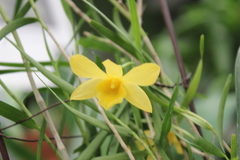 Dendrobium hancockii