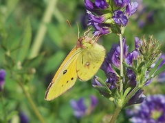 Colias fieldii
