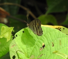 Cissia