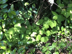 Malvaviscus arboreus