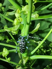 Anoplophora macularia