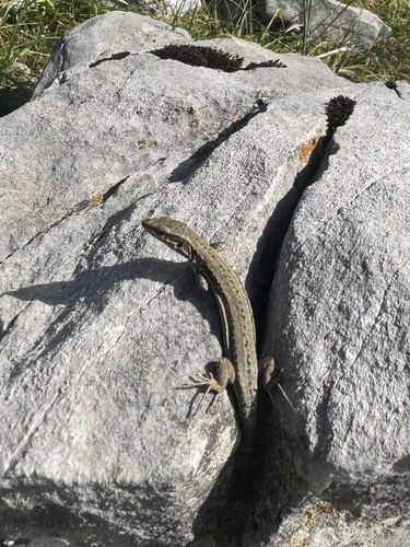 Common Wall Lizard