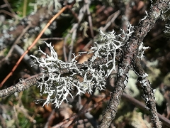 Pseudevernia