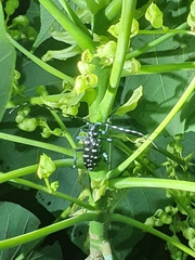 Anoplophora macularia