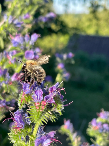 Common Carder Bumble Bee