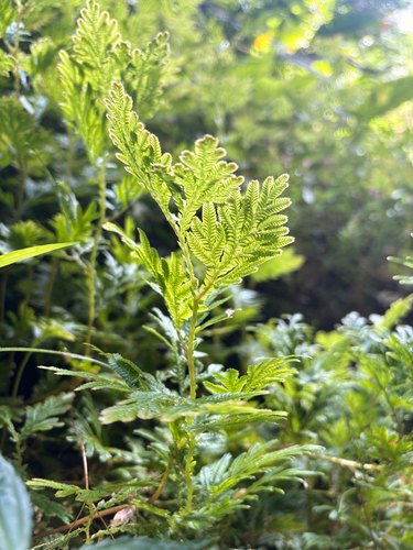Selaginella plana observed 2026-06-16