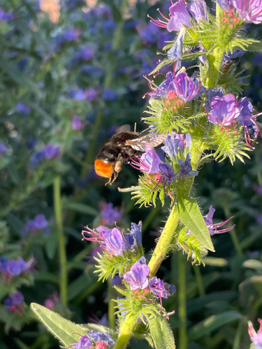Red-tailed Bumble Bee