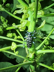 Anoplophora macularia
