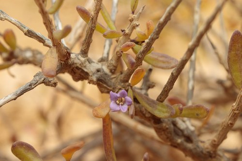 Southern Boxthorn