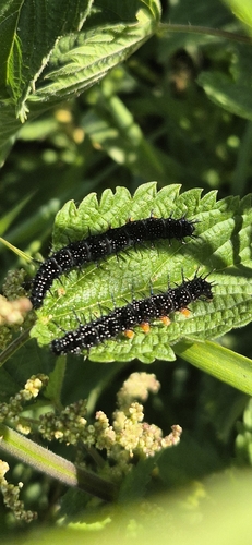 European Peacock Butterfly