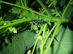 Anoplophora macularia