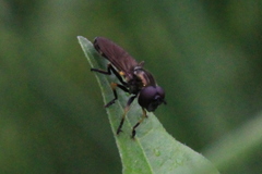 Pyrophaena granditarsis